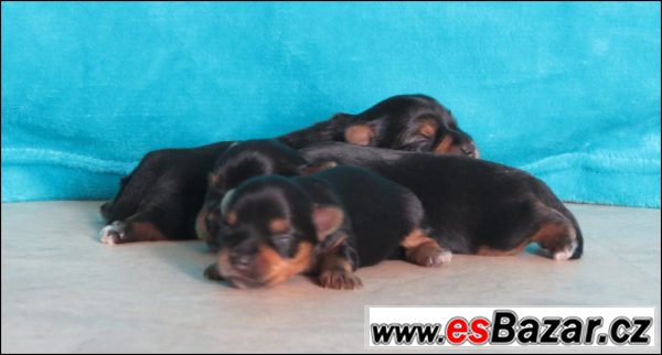 Jorkšírský terrier s PP - fenečky – fotografie 4