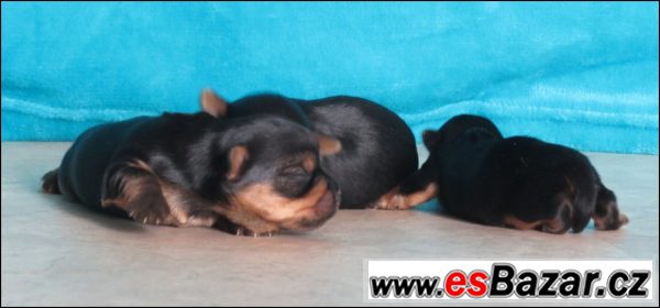 Jorkšírský terrier s PP - fenečky – fotografie 5