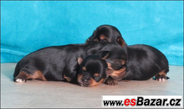 Jorkšírský terrier s PP - fenečky – fotografie 6