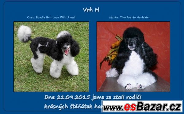 Pudl vícebarevný - harlekýn - s PP – fotografie 2