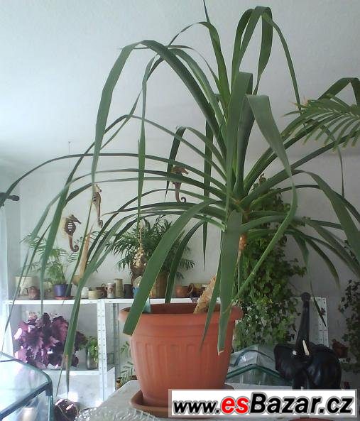 Pokojová rostlina Dracaena – fotografie 2