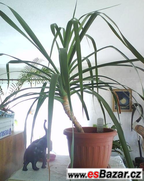 Pokojová rostlina Dracaena – fotografie 3