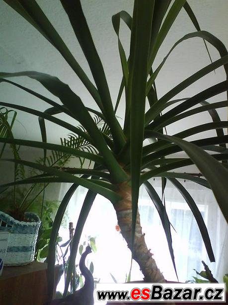 Pokojová rostlina Dracaena – fotografie 4