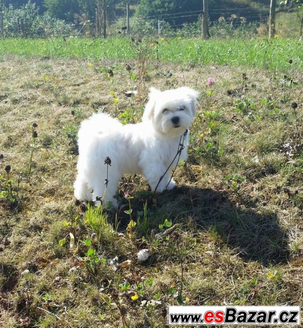 Maltézský chlapeček Prince Charming – fotografie 2