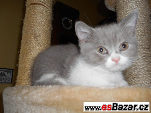 Lila bicolor od Hostýna – fotografie 2