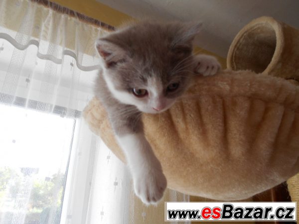 Lila bicolor od Hostýna – fotografie 3