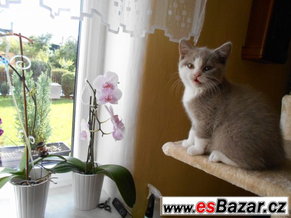 Lila bicolor od Hostýna – fotografie 4