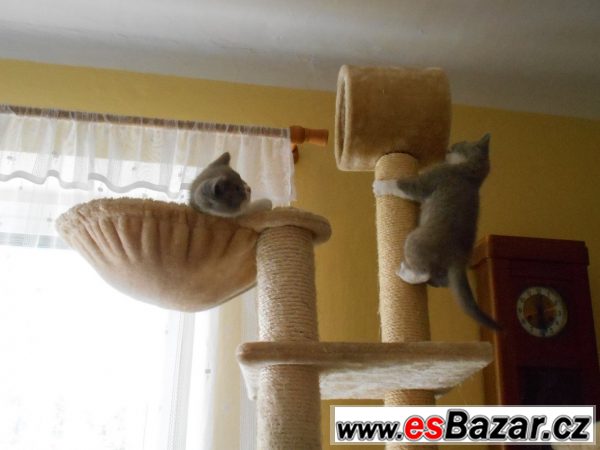 Lila bicolor od Hostýna – fotografie 5