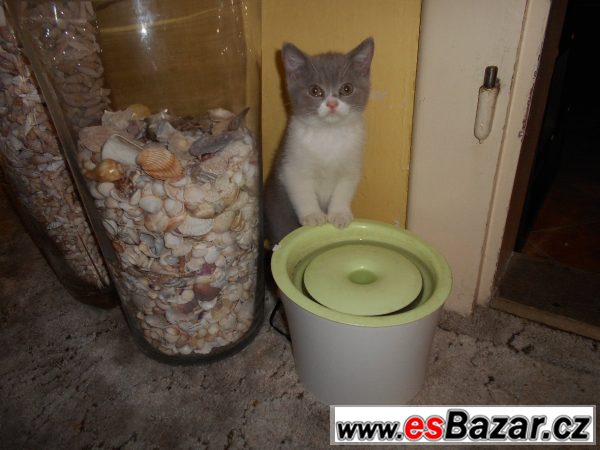 Lila bicolor od Hostýna – fotografie 6