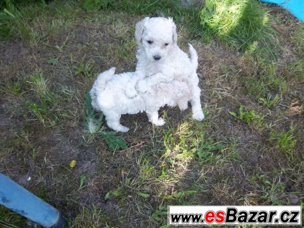 Štěňátka bílého trpasličího pudlíka – fotografie 3