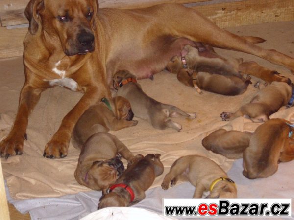 Štěňátka Tosa Inu bez PP – fotografie 3
