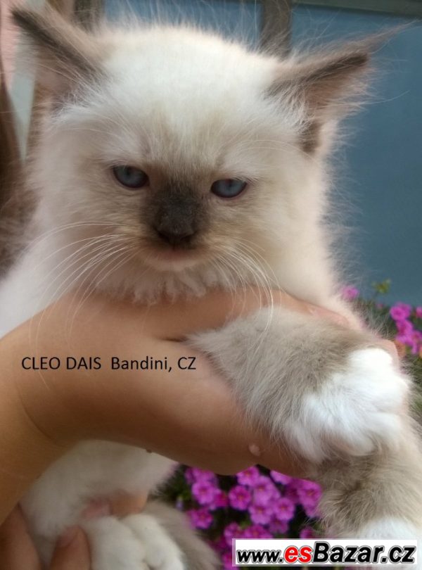 Rezervace koťátek Ragdoll s PP – fotografie 2
