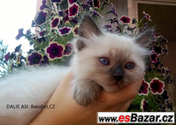Rezervace koťátek Ragdoll s PP – fotografie 4