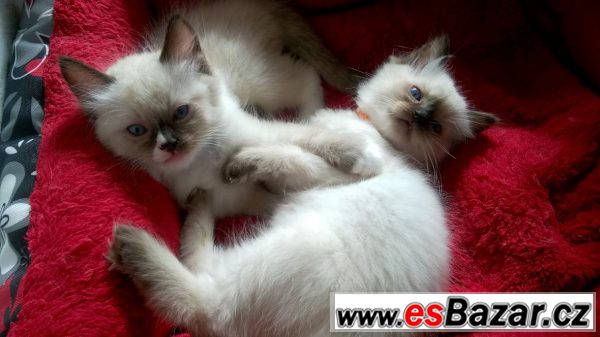 Rezervace koťátek Ragdoll s PP – fotografie 5