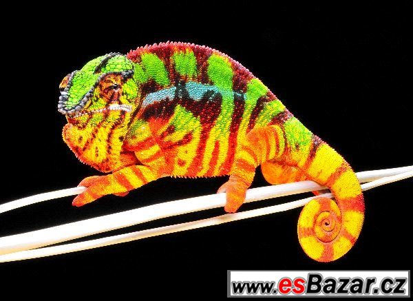 Leguana nebo chamíka  – fotografie 1