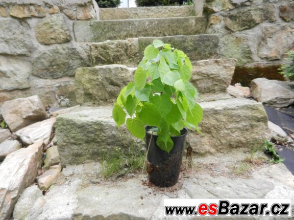 Lípa malolistá (srdčitá) – fotografie 3