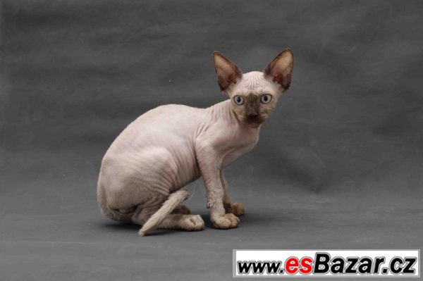 Sphynx bez PP – fotografie 2