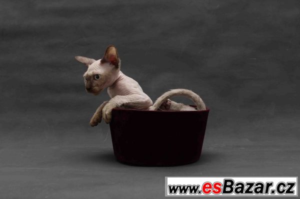 Sphynx bez PP – fotografie 4