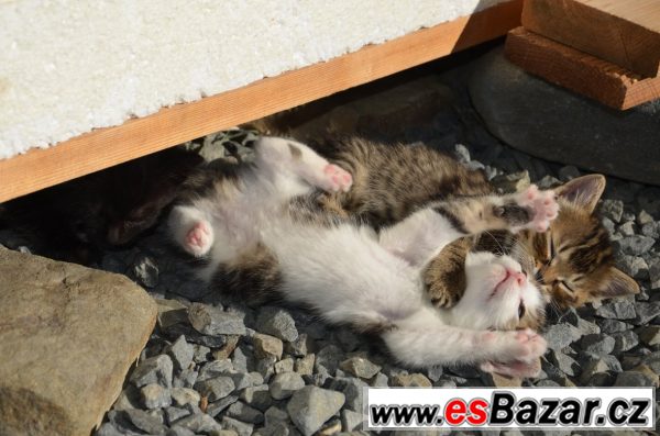 Kříženec - daruji koťátka  – fotografie 4