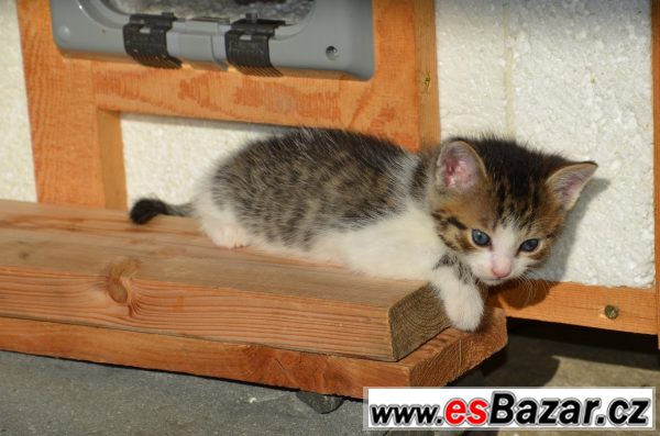 Kříženec - daruji koťátka  – fotografie 6
