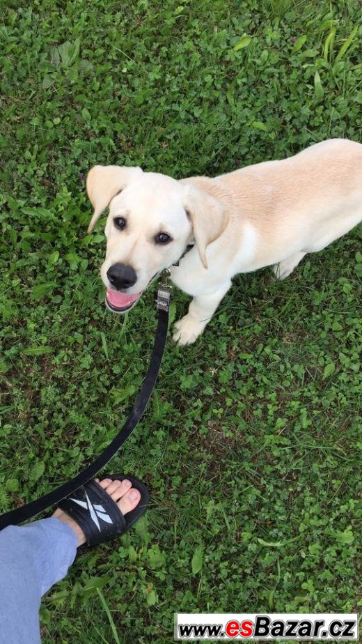 Labrador - štěně – fotografie 2