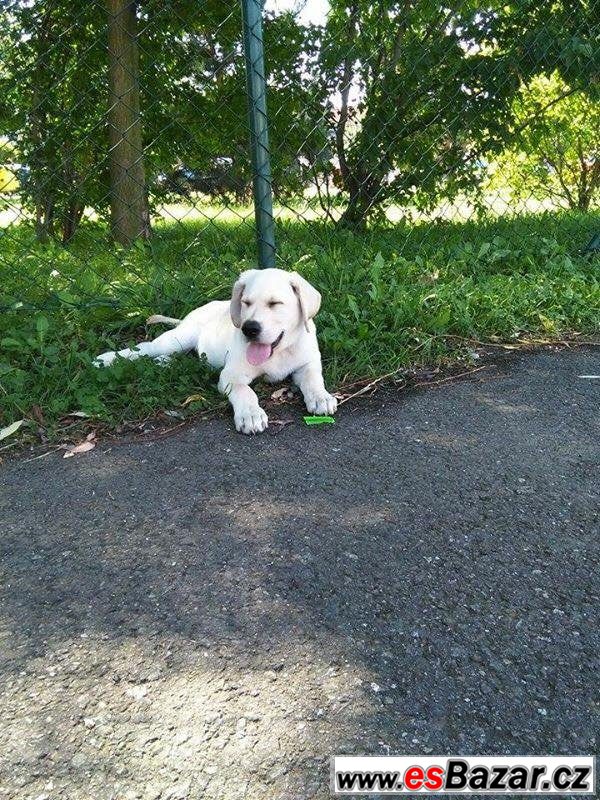 Labrador - štěně – fotografie 3