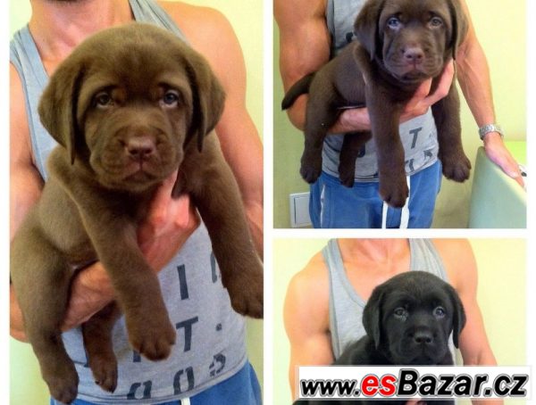 Nabízíme krásná štěňátka labradorů  – fotografie 1