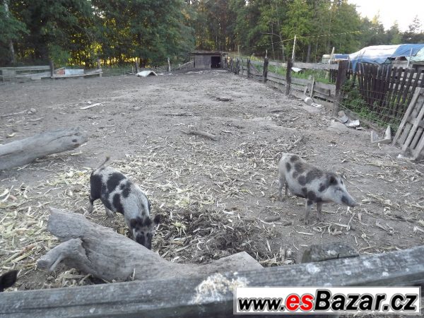 Prodám 2 bachyně v březí  – fotografie 3