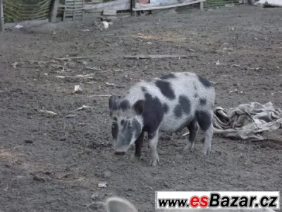 Prodám 2 bachyně v březí 