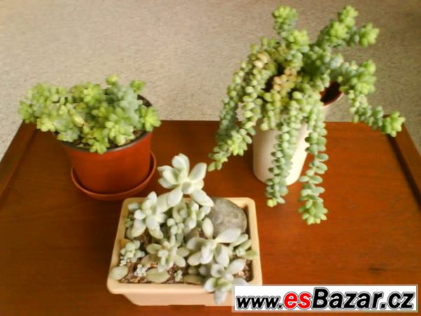 Sukulenty Sedum a Pachyphytum – fotografie 1