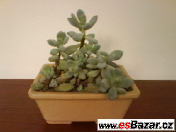 Sukulenty Sedum a Pachyphytum – fotografie 2