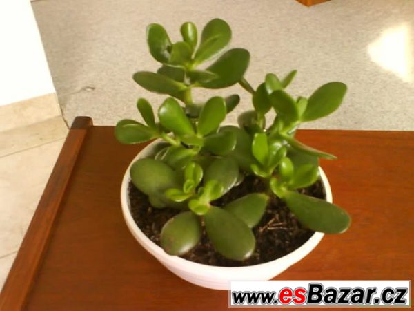 Pokojová květina Crassula, tlustice – fotografie 1