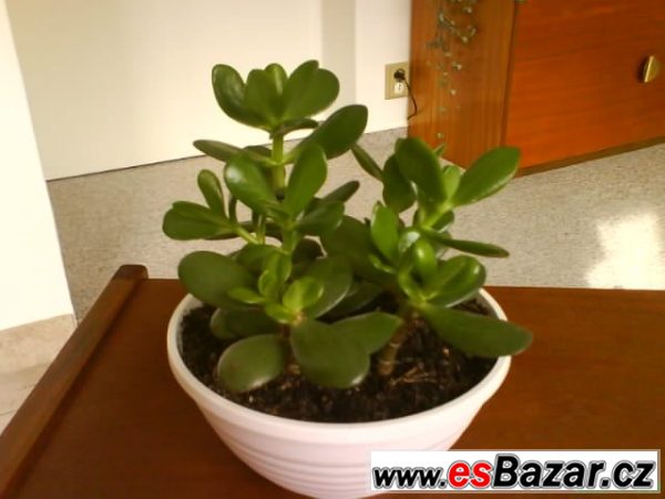Pokojová květina Crassula, tlustice – fotografie 2