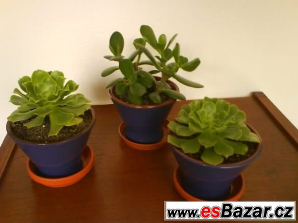 Sukulenty - tlustice Crassula, Aeon – fotografie 2