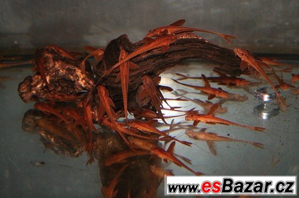 Rineloricaria(Red Lizard Cat) – fotografie 1