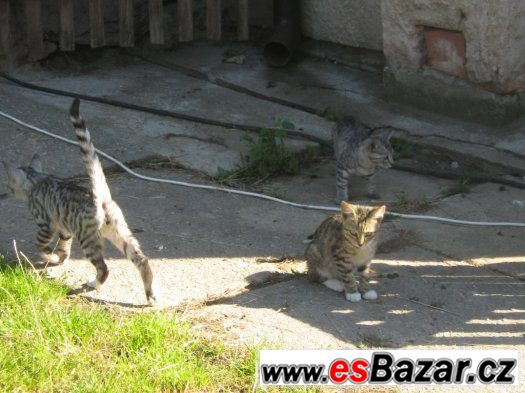 Daruji koťátka – fotografie 2