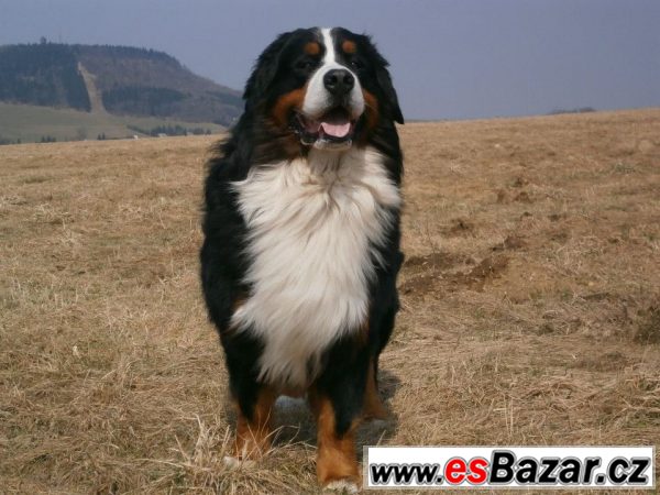 Prodej pejska BSP štěnátko. – fotografie 3