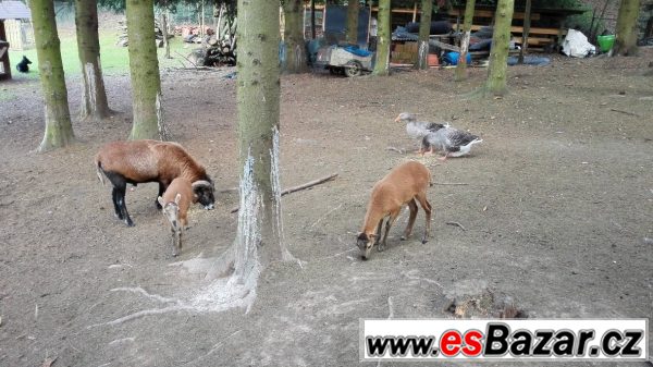Jehhňata ovce kamerunské – fotografie 1