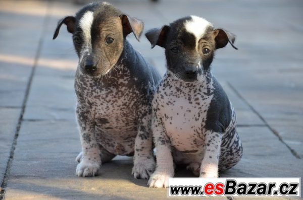 Mexický naháč - Xoloitzcuintle – fotografie 1