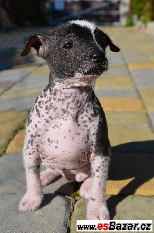 Mexický naháč - Xoloitzcuintle – fotografie 2