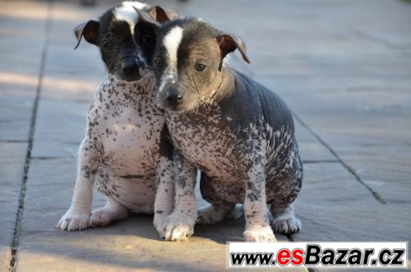 Mexický naháč - Xoloitzcuintle – fotografie 3