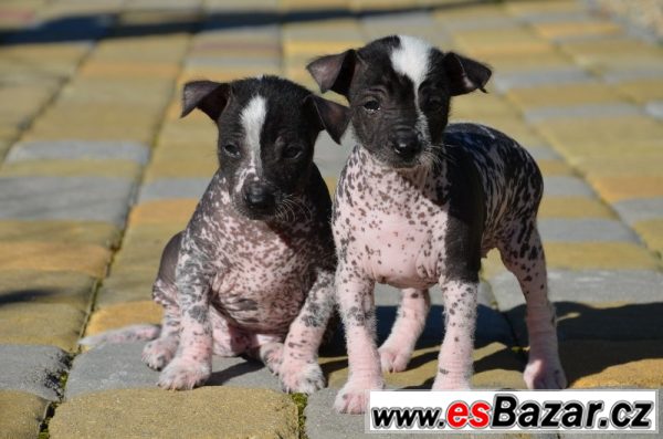 Mexický naháč - Xoloitzcuintle – fotografie 4