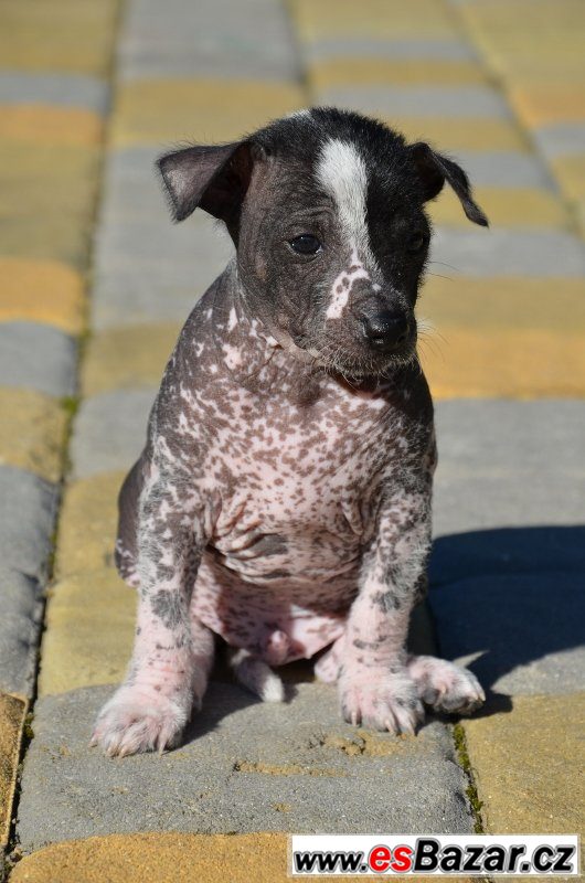 Mexický naháč - Xoloitzcuintle – fotografie 5