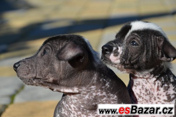 Mexický naháč - Xoloitzcuintle – fotografie 6