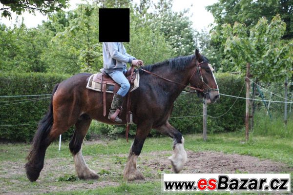 Šírského koně  – fotografie 3