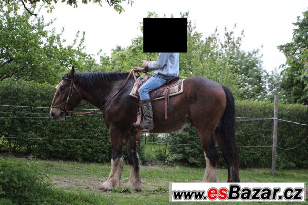 Šírského koně  – fotografie 4