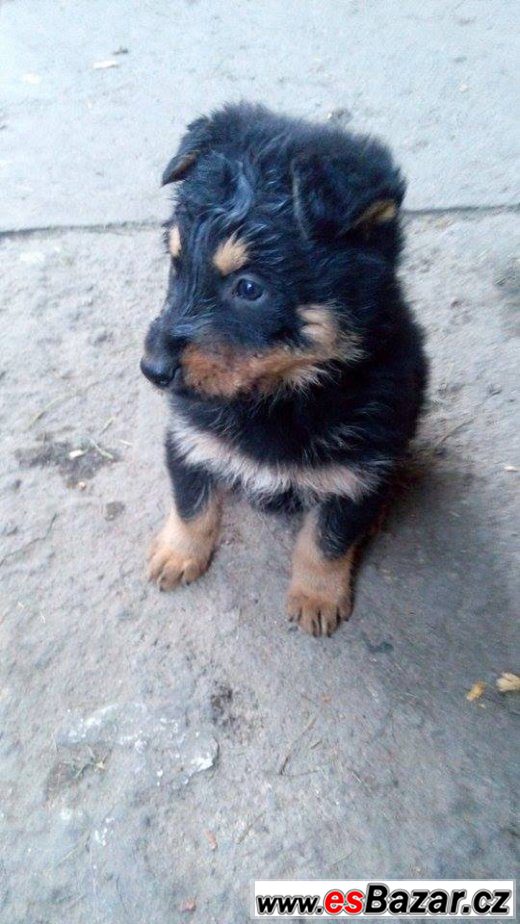 Kříženci NO a Beaucerona – fotografie 1