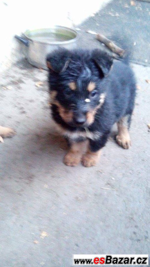Kříženci NO a Beaucerona – fotografie 2