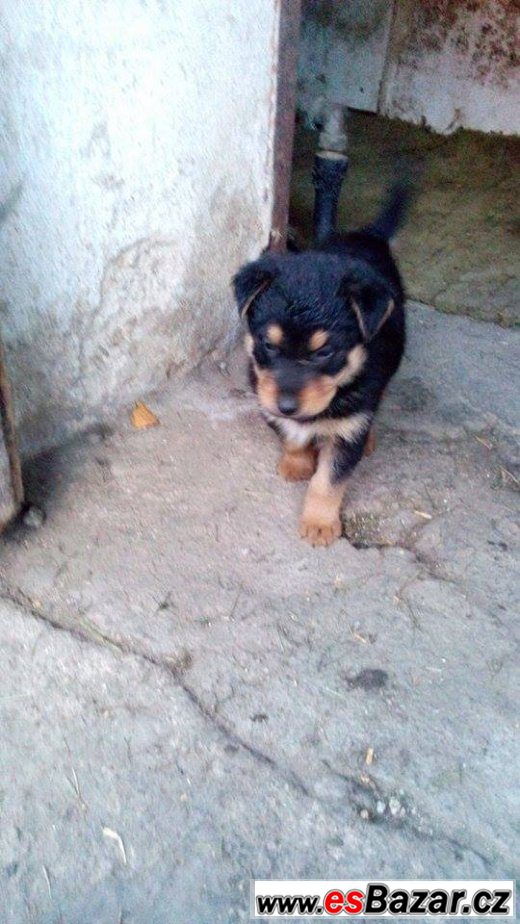 Kříženci NO a Beaucerona – fotografie 3