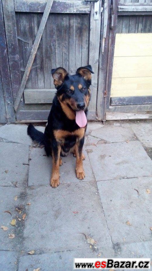 Kříženci NO a Beaucerona – fotografie 4